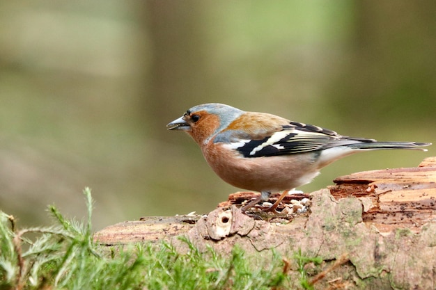 Free photo cute brambling bird in the forest on a blurred background