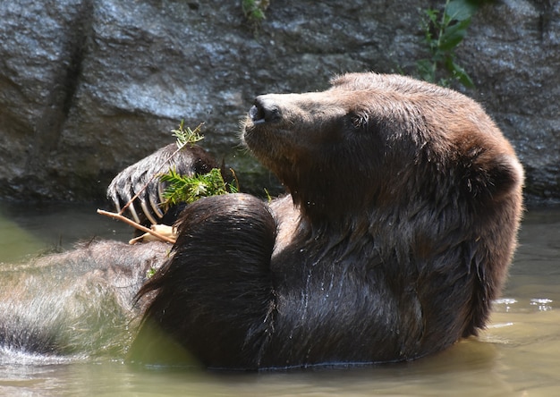 Cute brown bear cooling off while eating some leaves