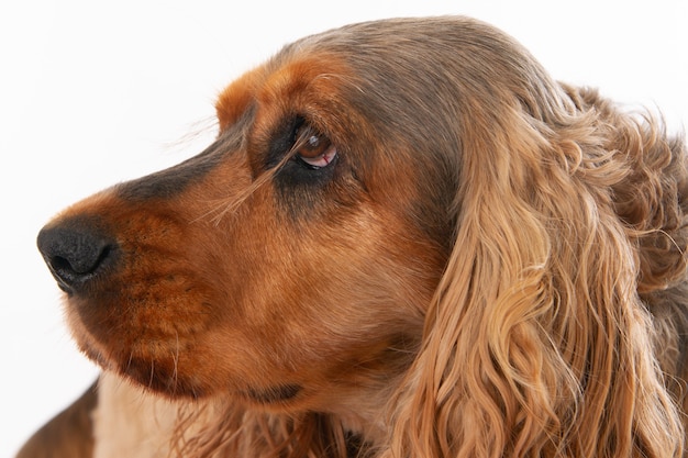 Free Photo cute brown cocker spaniel isolated on a white background