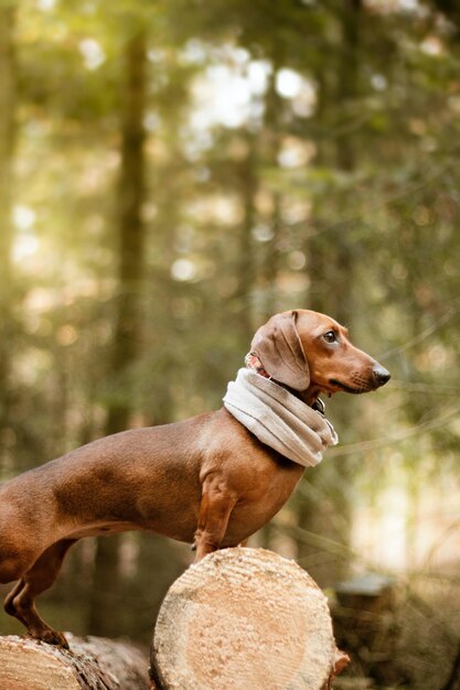 Free photo cute brown dachshund dog during daytime