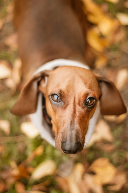 Free photo cute brown dachshund dog with a beige collar