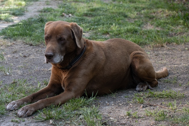 Cute brown dog captured on the grass-covered ground during daytime