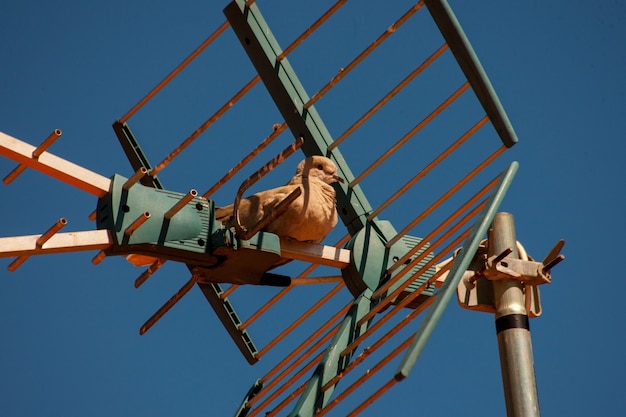 Free Photo cute brown dove sitting on an antenna