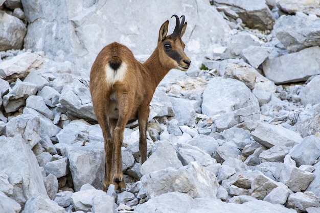 Cute brown feral goat walking on the rocks