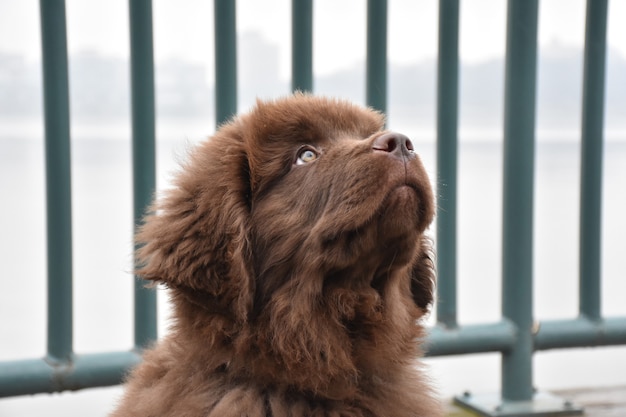 Cute brown  Newfie puppy dog looking up while sitting