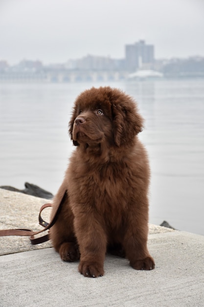 Free Photo cute brown newfie puppy dog sitting by the edge of the river