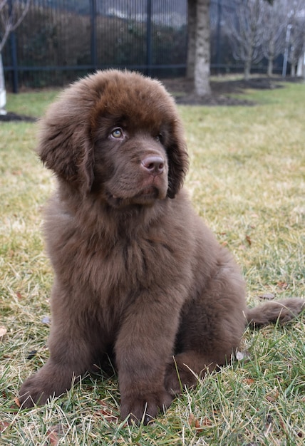 Free Photo cute brown newfoundland puppy dog sitting in grass