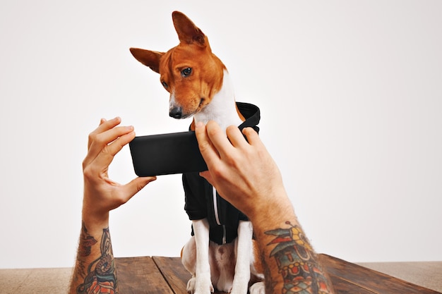 Free Photo a cute brown and white dog tilts his head watching a video on smartphone screen