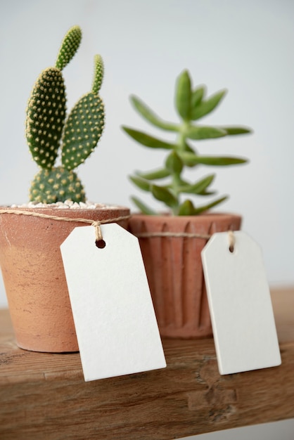 Free photo cute cacti in terracotta pots with blank paper labels