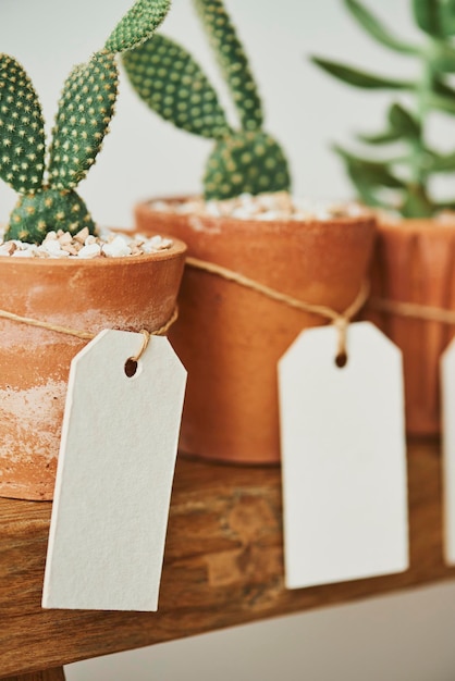 Free photo cute cacti in terracotta pots with blank paper labels