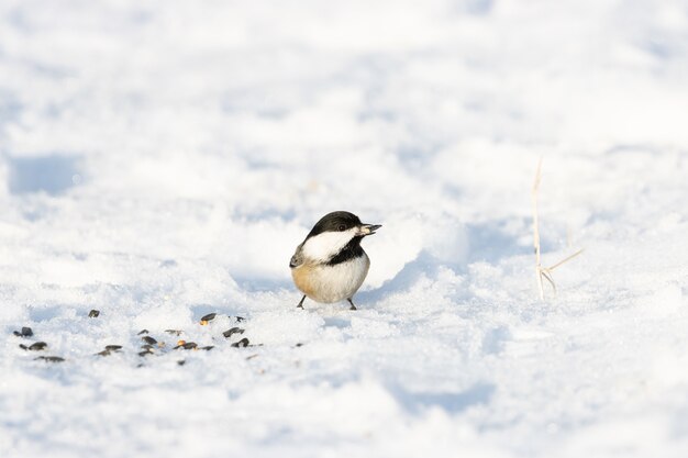 Cute Carolina chickadee standing on a snowy surface ground with a blurred space