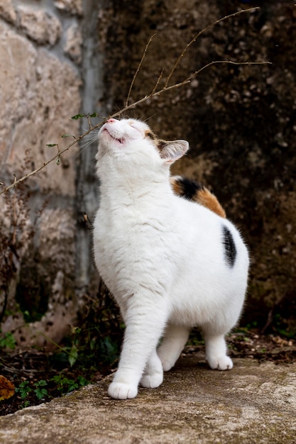 Free Photo cute cat exploring outdoors