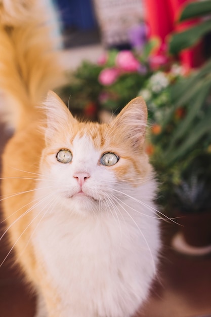 Cute cat in garden