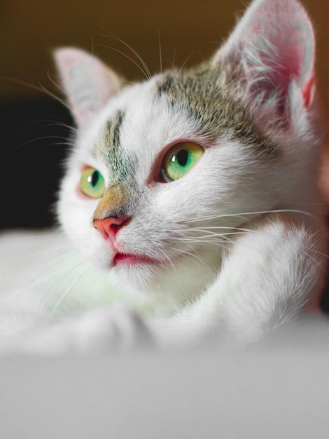 Cute cat laying on the bed