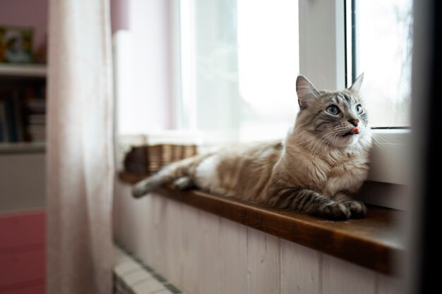 Cute cat laying by the window