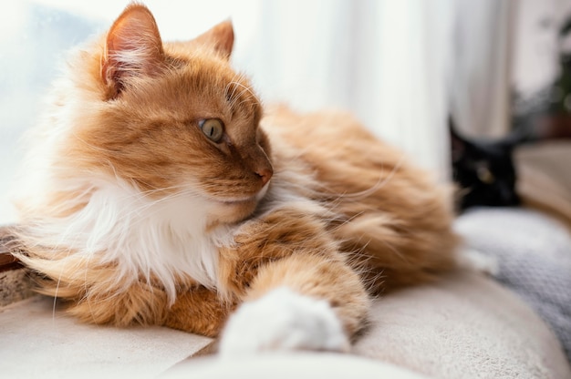 Free photo cute cat laying on couch