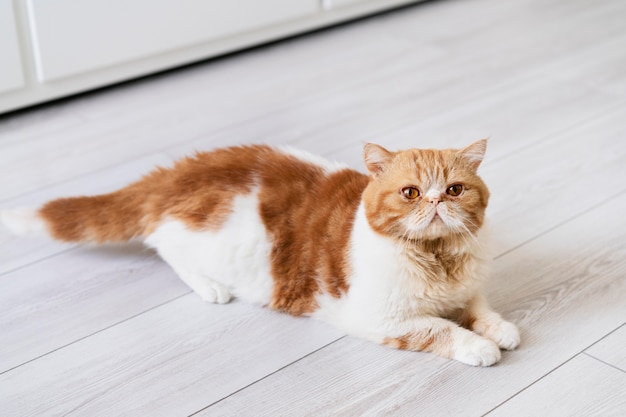 Free photo cute cat laying on floor