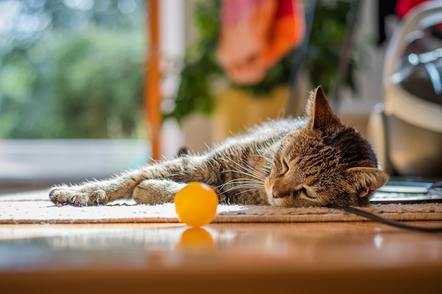 Free Photo cute cat lying on the floor at home