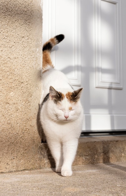 Free photo cute cat near door outside