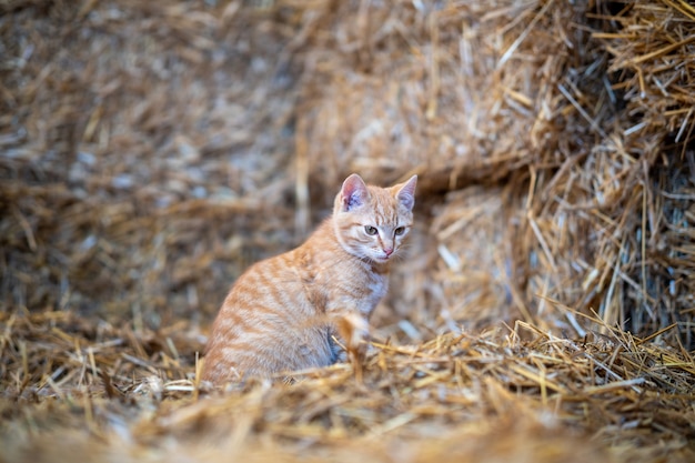 Free photo cute cat sitting in a barn captured during the daytime