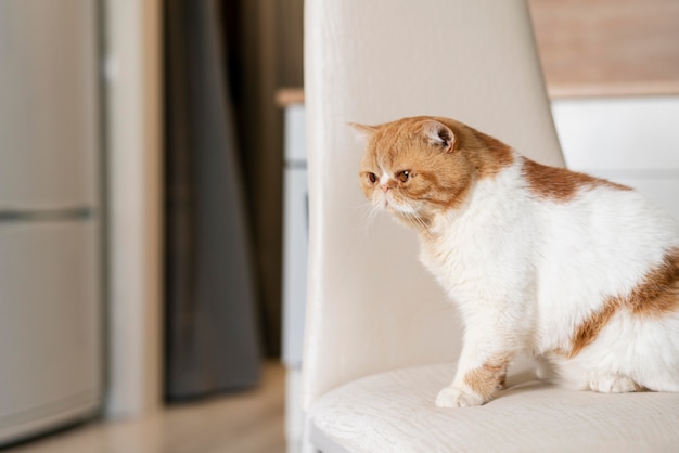 Free photo cute cat sitting on chair