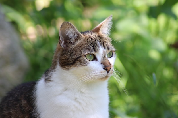 Cute cat sitting in the  garden