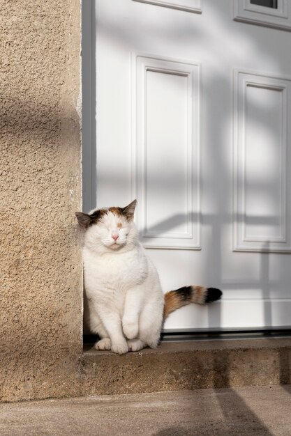 Cute cat sitting near door