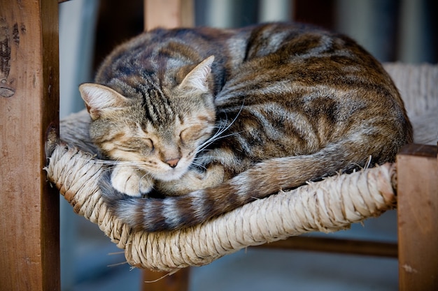 Free photo cute cat sleeping on the old wooden chair outdoors