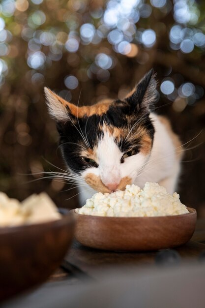 Cute cat smelling cheese from bowl