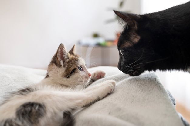 Free Photo cute cat spending time indoors