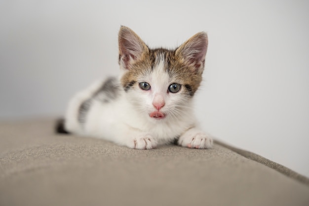 Free photo cute cat spending time indoors