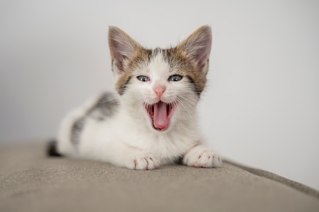 Cute cat spending time indoors