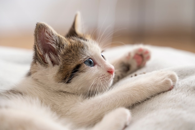 Free Photo cute cat spending time indoors