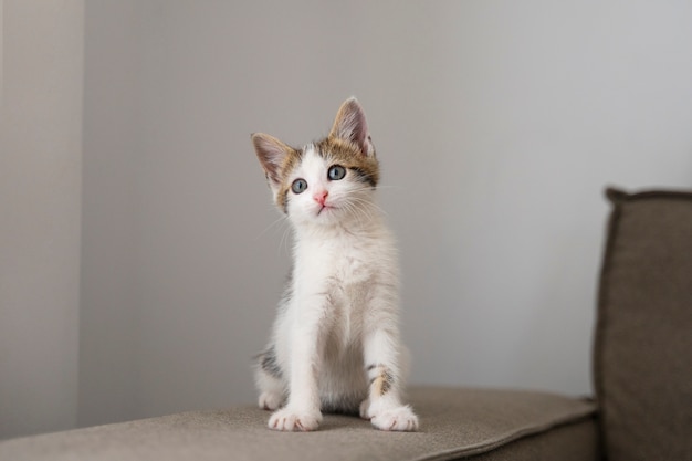 Free photo cute cat spending time indoors