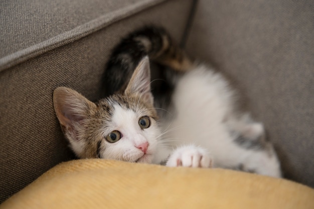 Cute cat spending time indoors