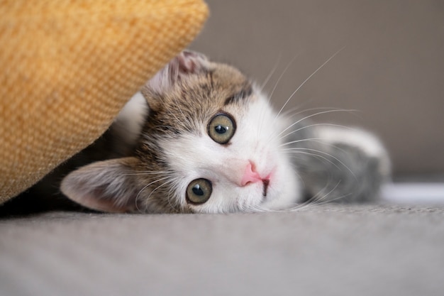 Cute cat spending time indoors