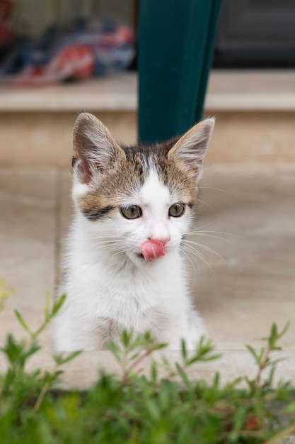 Cute cat spending time outdoors