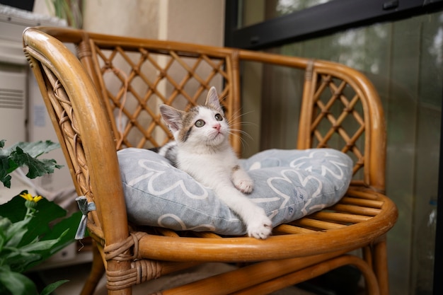 Free photo cute cat spending time outdoors