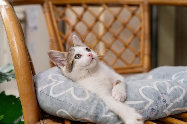 Cute cat spending time outdoors