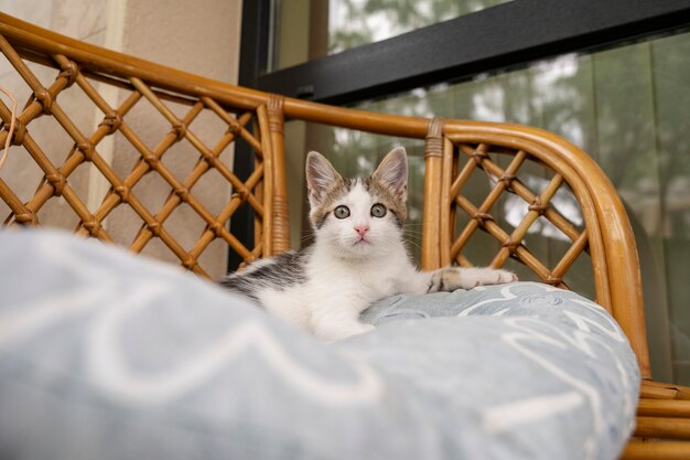 Cute cat spending time outdoors