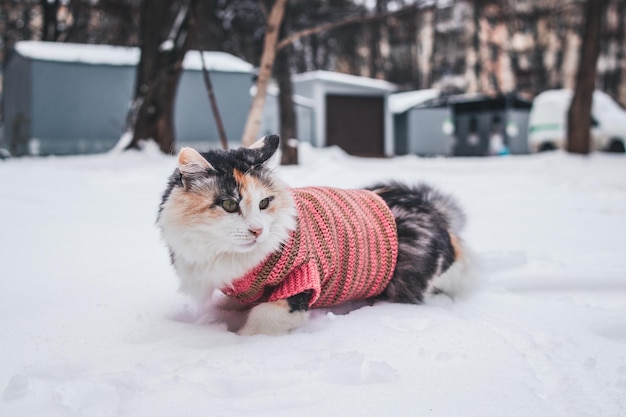 Free photo cute cat in a sweater lying on the snow in the playground