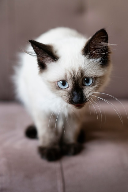 Free Photo cute cat with blue eyes on couch