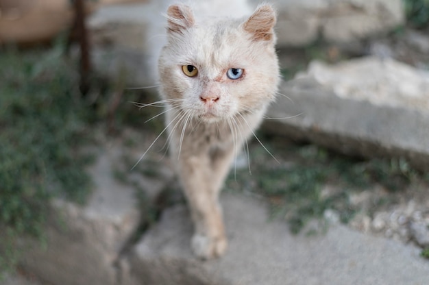 Free photo cute cat with different colored eyes