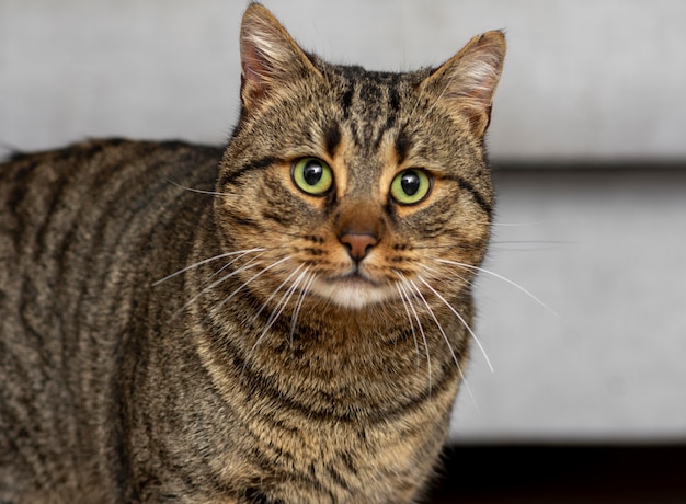 Free Photo cute cat with green eyes