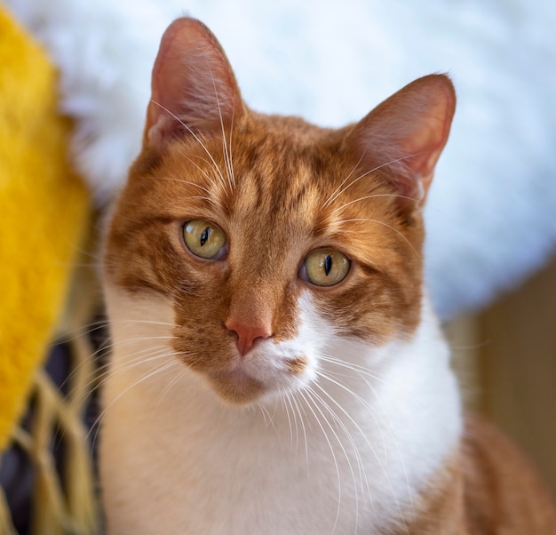 Free Photo cute cat with red fur indoors