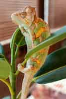 Free photo cute chameleon on plant