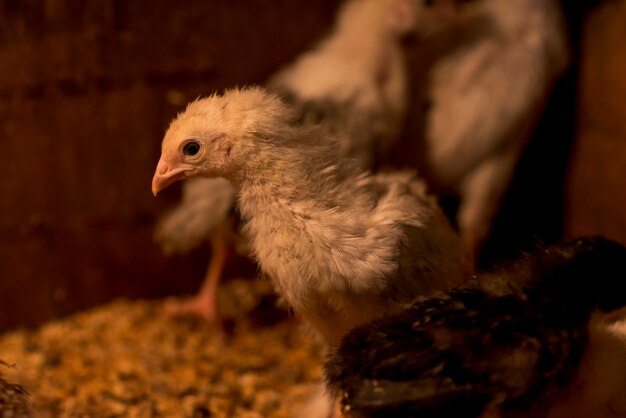 Free Photo cute chicks on a henhouse