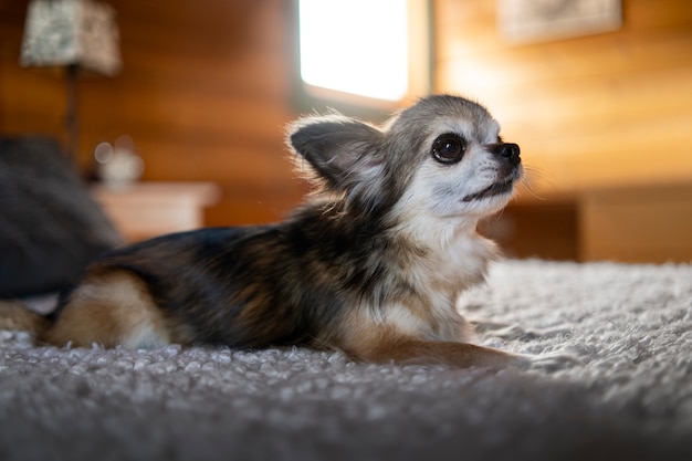 Cute chihuahua dog at home