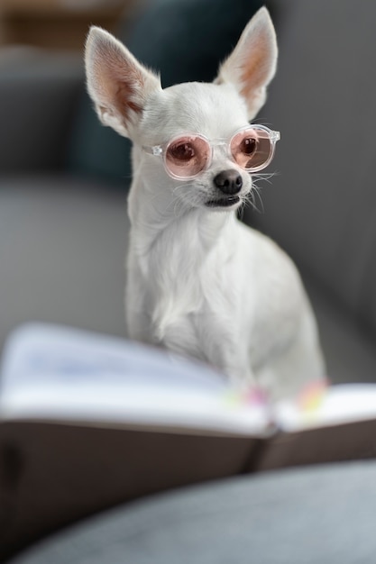 Free Photo cute chihuahua dog reading a book while having glasses on