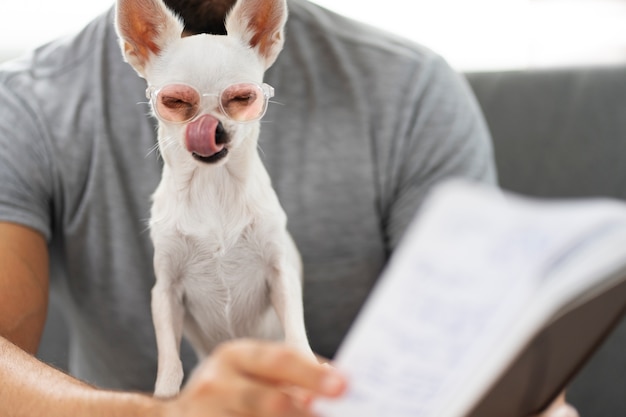 Free photo cute chihuahua dog reading a book while having glasses on